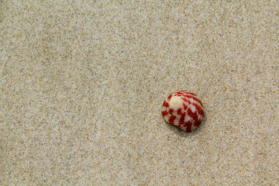 High angle view of seashell on sand