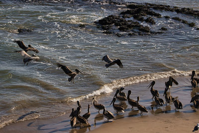 Flock of seagulls on beach