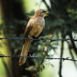 Bird perching on a fence