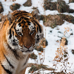 Close-up of tiger