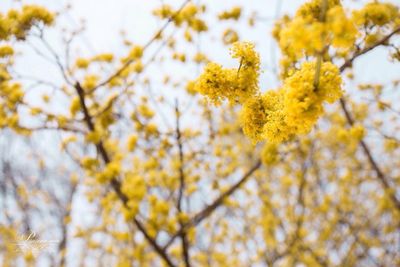 Low angle view of yellow flowers