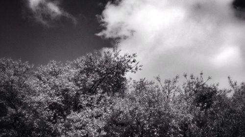 Low angle view of trees against cloudy sky