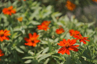 Close-up of yellow flowering plants