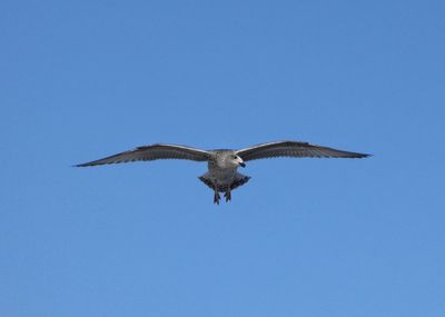 Seagull in flight