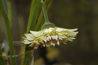 Close-up of flower blooming outdoors