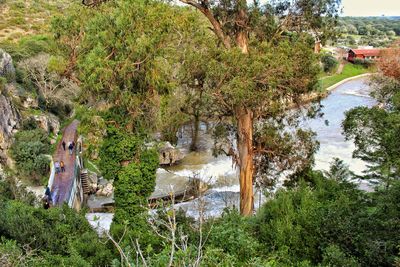 View of a lake along trees