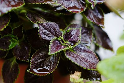 Close-up of raindrops on leaves