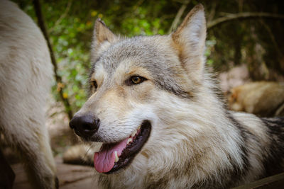 Close-up of dog looking away