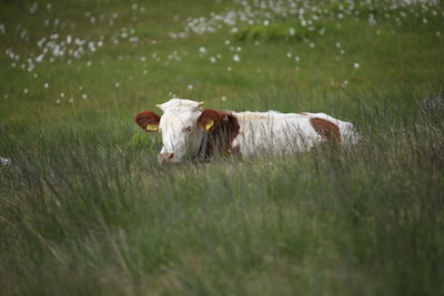 Cow in a field