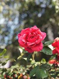 Close-up of red rose