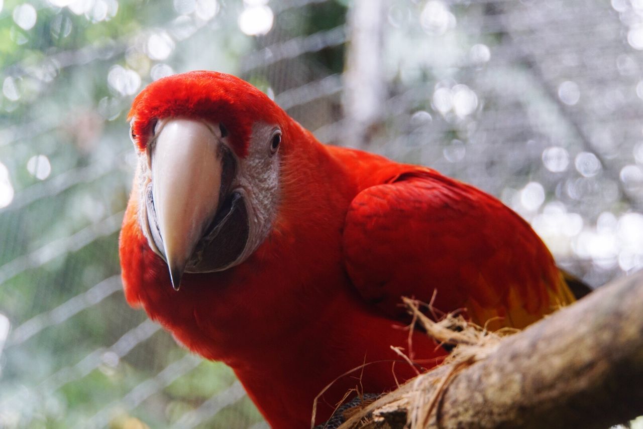 Belize Zoo