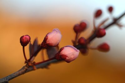 Close-up of flowering plant against blurred background