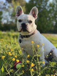 Portrait of dog on field