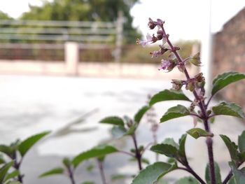 Close-up of white flowering plant