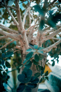 Low angle view of tree against sky