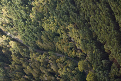 High angle view of pine trees at forest
