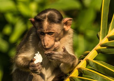 Close-up of monkey eating