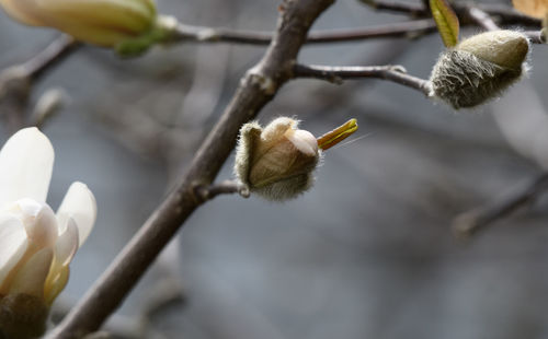 Close-up of white flower on branch