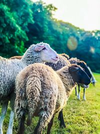 Sheep standing in a field