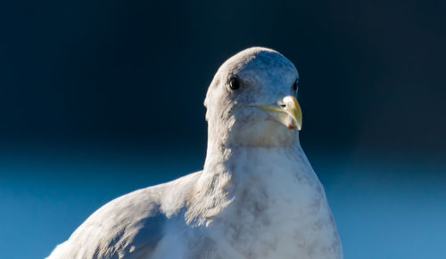 Close-up of eagle against blue sky