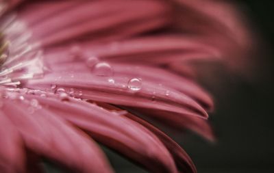 Close-up of pink flower