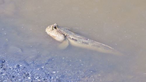 Amphibians in mangrove forests