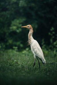 Cattle egret