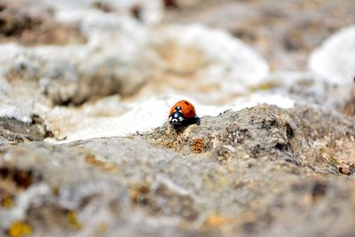 Close-up of ladybug on leaf