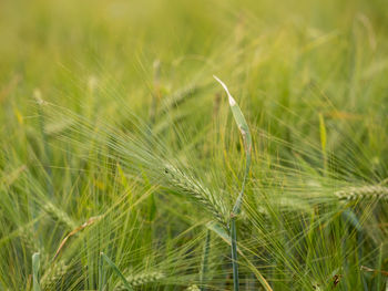 Close-up of crops growing on field