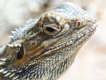 Close-up of lizard