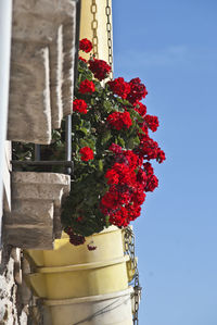 Low angle view of red flowering plant against sky