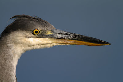 Close-up of a bird against clear sky