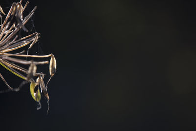 Cropped image of dry dandelion seeds