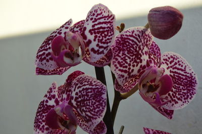 Close-up of pink orchid