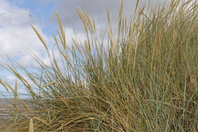 Plants growing on field