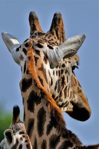 Low angle view of giraffe against sky