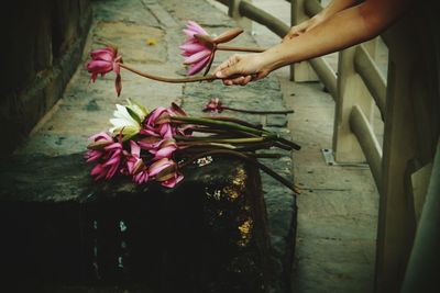 Close-up of hand holding pink flowering plant