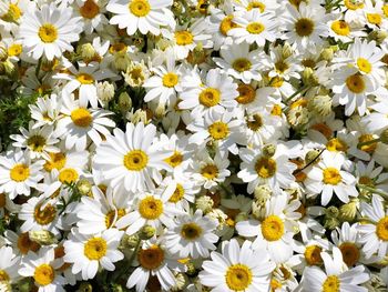 Close-up of white daisy flowers