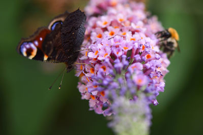 Close-up of butterfly pollinating on plant