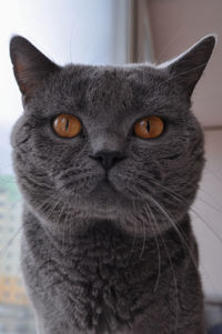 Close-up portrait of a cat