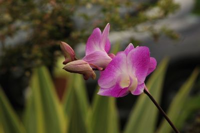 Close-up of pink flowering plant