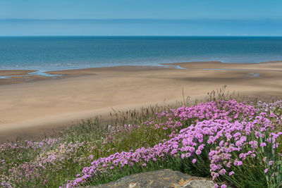 Purple flowers blooming at beach