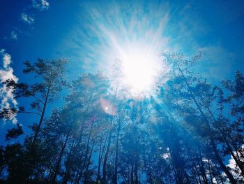 Low angle view of sunlight streaming through trees