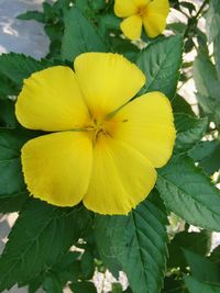 Close-up of yellow flowering plant