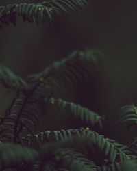 Close-up of fern at night