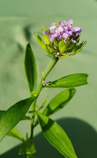 Close-up of pink flowering plant