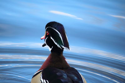 Close-up of a duck swimming in lake