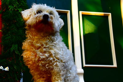 Close-up portrait of dog sticking out tongue