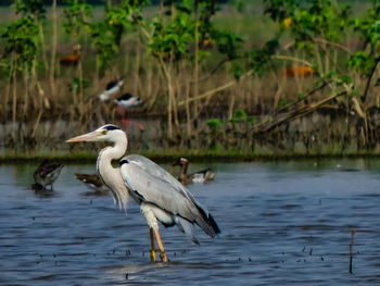 High angle view of gray heron by lake