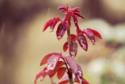 Close-up of red flowering plant during autumn